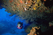 Diver explores under ledge of coral reef, black coral, Saba, Caribbean