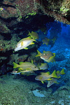 Schoolmaster fish {Lutjanus apodus} Cayman Brac, Cayman Islands, Caribbean