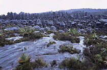 Kukenon, flat top tepuis, southern Venezuela, South America. November 2005, BBC Planet Earth