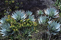 Various plant species from Kukenon, flat top tepuis, southern Venezuela, South America.  BBC Planet Earth series.  November 2005