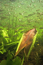 Young Bream (Abramis brama) above young leaf of Yellow water lily, Lake Naarden, Holland