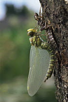 Dragonfly (Aeshna genus) newly emerged from larval case, pumping and drying wings, Holland