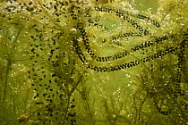 Common European toad egg strings (Bufo bufo) hanging in the waterplants (here Stonewort) in order to get sufficient oxygen, sand-winning pit, Holland