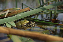 Pool frogs (Rana lessonae) pair in amplexus at lake surface, Holland