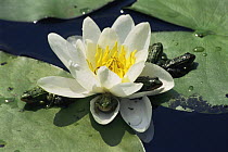 Young European edible frogs (Rana esculenta) hide in Water-lily flower and wait for insects to arrive at the flower to feed, Holland