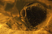 Freshwater pearl mussel (Margaritifera margaritifera) inlet opening, East Latvia