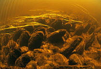 Freshwater pearl mussels (Margaritifera margaritifera) in fast flowing river, East Latvia