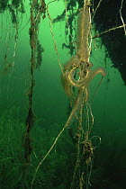 Moss animals / Bryozoans (Cristatella mucedo) colonies up to 500 polypides living in a jellylike foot hang down here on the roots of a tree branch, sand-winning pit, Holland