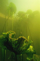 Moss animals / Bryozoans (Cristatella mucedo) colonies with 200-500 polypides hang and creep over the underwater leaves of Yellow Water-lily (Nuphar lutea), canal close to Zwolle, Holland