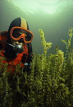 Diver observes colonies of Moss animals (Cristatella mucedo) positioned on top of Canadian waterweed in order to get the best chance to catch plankton, sand-winning pit, Holland