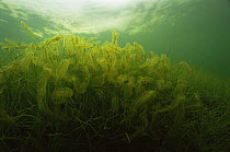 Moss animals / Bryozoans (Cristatella mucedo), these colonies creep to the top of aquatic plants to catch as much as plankton as possible, IJsselmeer (formerly the Zuiderzee), Holland
