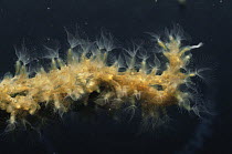 Moss animal / Bryozoan (Plumatella repens) consisting of short branch-like colonies, sand winning pit, Holland