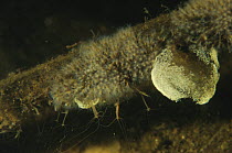 Moss animal / Bryozoan colonies (Plumatella repens) living together on underwater tree branch, peat bog lake, Holland