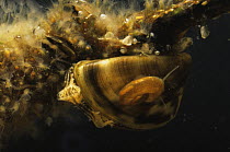 Moss animals (Cristatella mucedo), Zebra mussel (Dreissena polymorpha) and Ramshorn snail (Planorbidae), all on submerged branch, peat bog lake, Holland