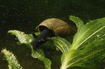 Marsh snail (Lymnaea palustris) on Perfoliate pondweed (Potamogeton perfoliatus), sand winning pit, Holland