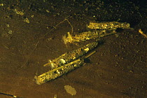 Caddis larvae chrysalis (Limnephilus genus) laid on piece of wood, on bottom of peat bog lake, Holland