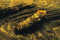 Caddis larvae chrysalis (Limnephilus bipunctatus) laid on piece of wood, on bottom of peat bog lake, Holland