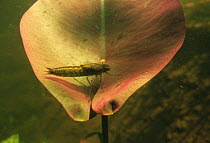 Dragonfly larva (Aeshna genus) on submerged water lily leaf, garden pond, Holland