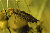 Dragonfly larva (Aeshna genus) on weed, garden pond, Holland