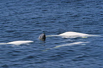 Three adult Beluga whales with newborn spyhopping (Delphinapterus leucas) White Sea, Solovetsky Island, Russia