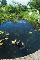 Photographer William Kolvoort in his garden pond, taking freshwater species photographs, Holland