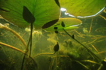 Underwater view of White water lilies (Nymphaea alba) with Ramshorn snails (Planorbidae) in garden pond, Holland