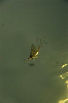Anglers drake mayfly, newly emerged (Ephemera danica) viewed from underwater, Lough Keye, Republic of Ireland