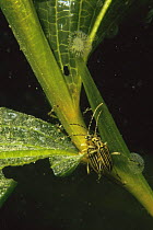 Semi-aquatic beetles (Macroplea appendiculata) on Shining pondweed (Potamogeton lucens) with Rotifer colonies (Sinantherina), sand-winning pit, Holland