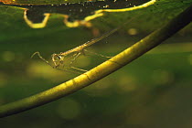 Water stick insect (Ranatra linearis) with prey, Holland