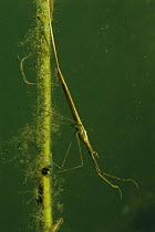 Water stick insect (Ranatra linearis), sand winning pit, Holland