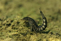 Great diving beetle larva (Dytiscus marginalis) sand-winning pit, Holland