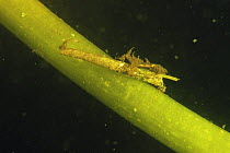 Caddis fly larva (Leptocerus sp) peat bog lake, Holland