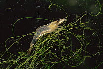 Freshwater shrimp larva (Atyaephyra desmaresti) peat bog lake, Holland
