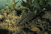 Common freshwater louse (Asellus aquaticus) Holland