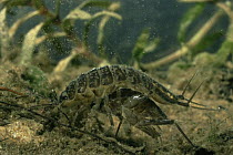 Common freshwater louse mating (Asellus aquaticus) Holland