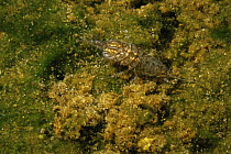 Common freshwater louse (Asellus aquaticus) Holland