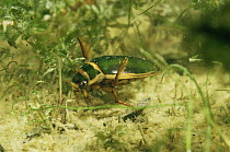 Great diving beetle male (Dytiscus marginalis) sand-winning Pit, Holland