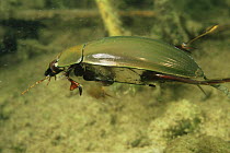 Great silver diving beetle (Hydrophilus piceus) sand-winning pit, Holland