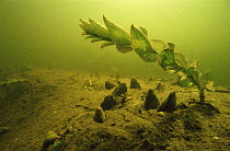 Swan mussels (Anodonta cygnaea) and Perfoliate pondweed (Potamogeton perfoliatus) Czarna Hanca river, Poland