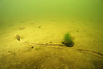 Swan mussel (Anodonta cygnaea) creeps through the upper layer of the sandy bottom to look for a better position, Ijsselmeer (former Zuiderzee), Holland