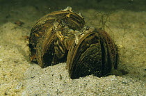 Swan mussel (Anodonta cygnaea) with Zebra mussel (Dreissena polymorpha) attached to left side, sand winning pit, Holland