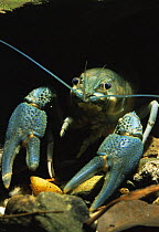 Noble crayfish (Astacus astacus), blue variety, nearly extinct in Holland, captive in aquarium