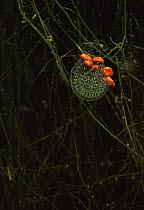 Water mites {Piona coccinea} feeding on eggs of a water snail, Lake Naarden, Holland