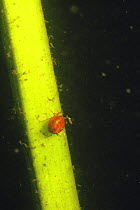 Water mite {Piona coccinea} on aquatic plant stem,  Peatbog lake , Holland