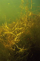 Egg strings of Water mite {Piona coccinea} amongst Stonewort algae, Lake Naarden, Holland