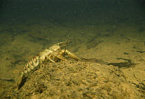 Spinycheek / American freshwater crayfish (Orconectes limosus) in sand winning pit, Holland.  This species is widely spread over the Dutch waters and drives away the nearly extinct Noble crayfish (Ast...