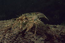 Spinycheek / American freshwater crayfish (Orconectes limosus) in sand winning pit, Holland. This species is widely spread over the Dutch waters and drives away the nearly extinct Noble crayfish (Ast...