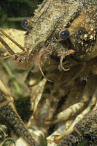 Close up of Spinycheek / American freshwater crayfish (Orconectes limosus) in sand winning pit, Holland. This species is widely spread over the Dutch waters and drives away the nearly extinct Noble c...