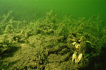 Spinycheek / American freshwater crayfish mating(Orconectes limosus) in sand winning pit, Holland. This species is widely spread over the Dutch waters and drives away the nearly extinct Noble crayfis...