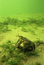 Spinycheek / American freshwater crayfish mating(Orconectes limosus) in sand winning pit, Holland. This species is widely spread over the Dutch waters and drives away the nearly extinct Noble crayfis...